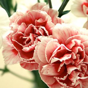 Belas Cravos Rosados