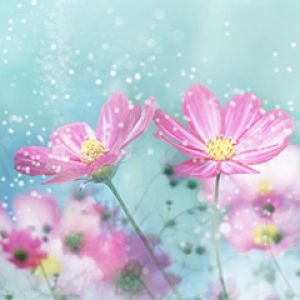 Lindas Flores Rosas