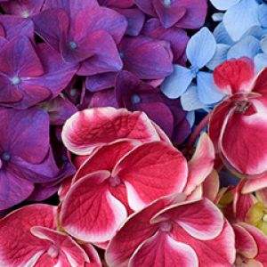 Hortênsias Coloridas