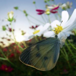 Borboleta na Flor