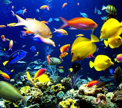 Peixes tropicais coloridos
