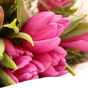 Lindos Tulipas Rosas