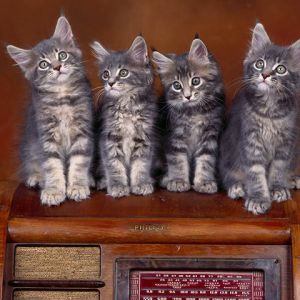 Gatinhos Fofos em Rádio Vintage