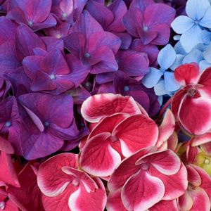 Hortênsias Coloridas