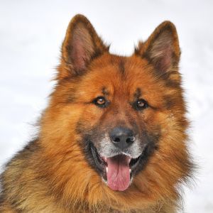 Retrato de cachorro peludo