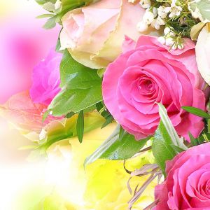 Belas Rosas Pink