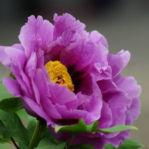 Flor Roxa Vibrante