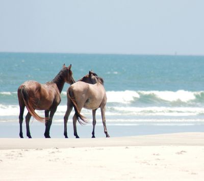 Cavalos na Praia - wallpaper preview