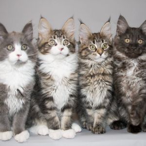Gatinhos Maine Coon Adoráveis