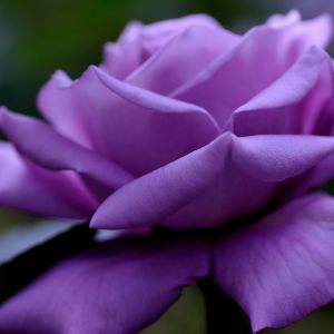 Linda Rosa Roxa