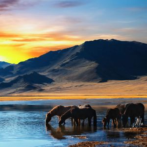 Cavalos ao Pôr do Sol
