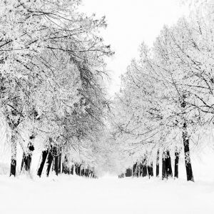 Árvores de Inverno