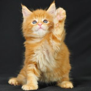 Gatinho Laranja Fofo