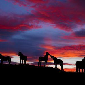 Cavalos Silhuetados ao Pôr do Sol