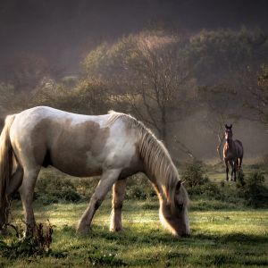 Cavalos Majestosos na Natureza