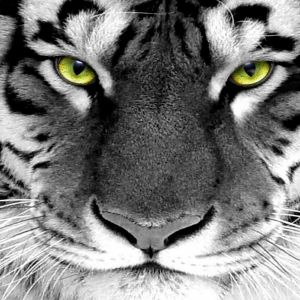 Tigre Branco Majestoso em Close-Up