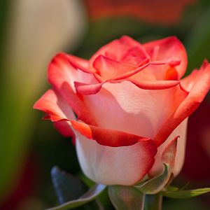 Linda Rosa Vermelha