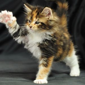 Gatinho Brincalhão