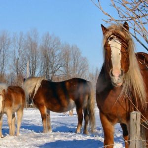 Cavalos Majestosos no Inverno