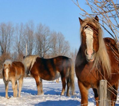 Cavalos Majestosos no Inverno