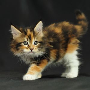Gatinho Calico Adorável