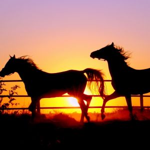 Cavalos Silhuetados ao Pôr do Sol