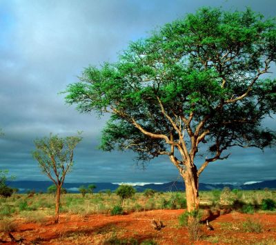 Paisagem Verde com Árvores