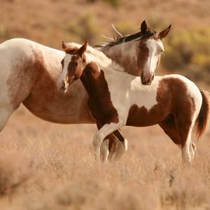 Lindos Cavalos na Natureza