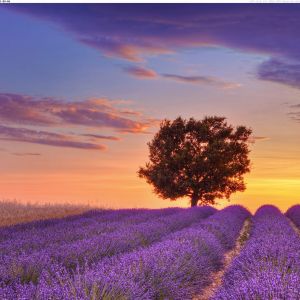 Campos de Lavanda ao Pôr do Sol