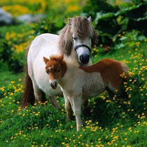 Pôneis fofos em um campo de flores