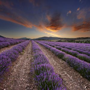 Campos de Lavanda ao Pôr do Sol