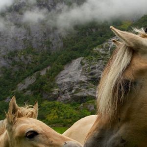 Lindos Cavalos na Natureza