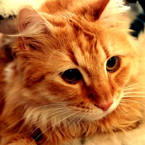 Gato e Cachorro Fofos Juntos