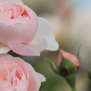 Rosas Pink Lindas