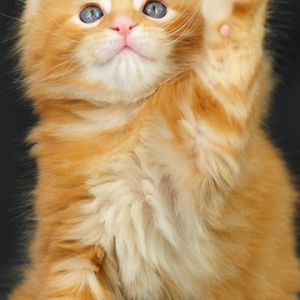 Gatinho Laranja Fofo