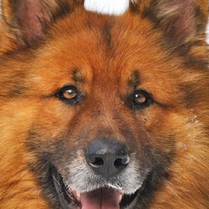 Retrato de Cão Peludo