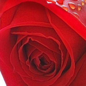 Linda Rosa Vermelha