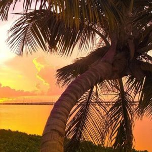 Pôr do Sol Tropical com Palmeira
