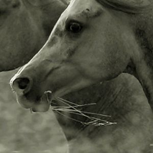 Cavalos Majestosos em Preto e Branco