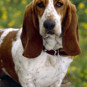 Adorável Basset Hound