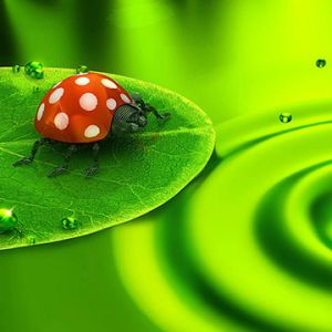 Natureza Verde com Joaninha