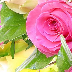 Belas Rosas Pink