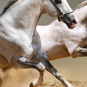 Cavalos Correndo em Ação