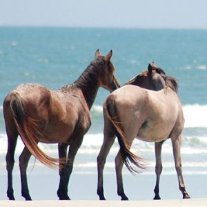 Cavalos na Praia