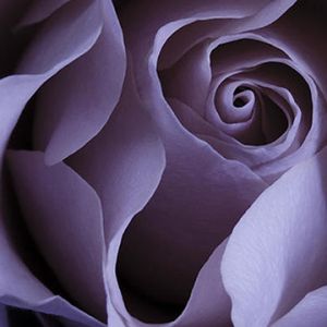 Rosa Lavanda em Close-Up