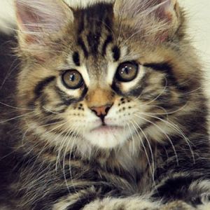 Gatinho Maine Coon Fofo