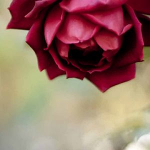 Linda Rosa Vermelha