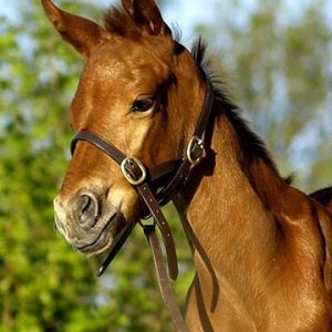 Belo Cavalo Marrom