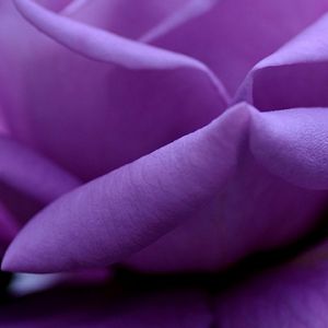 Rosa Roxa em Close