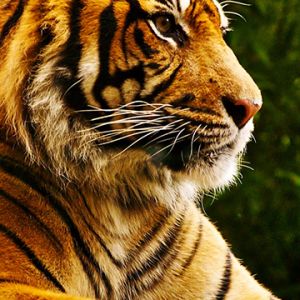 Perfil de Tigre Majestoso